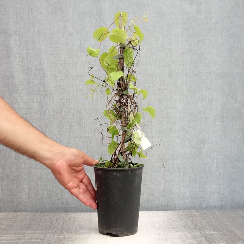 Exemplaar van Clematis Beauty of Worcester - Grootbloemige clematis Pot van 1,5 l/2 l zoals geleverd in de zomer