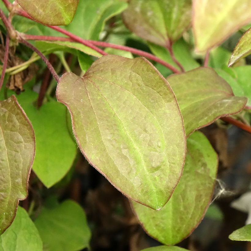 Clematis Beauty of Worcester - Grootbloemige clematis (Blad)