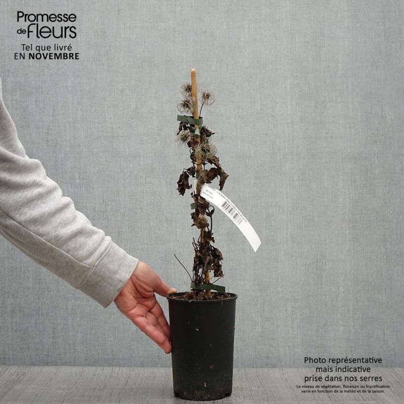 Exemplaar van Clematis Blue Eclipse - Kleinbloemige clematis Pot van 2 l/3 l zoals geleverd in de herfst