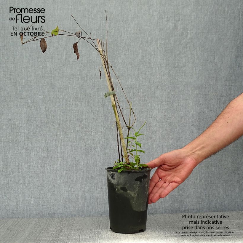 Exemplaar van Clematis diversifolia Blue pirouette - Kleinbloemige clematis Pot van 2 l/3 l zoals geleverd in de herfst