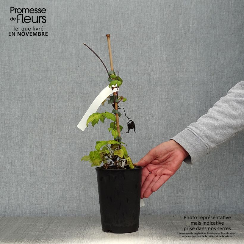 Exemplaar van Clematis Brunette - Kleinbloemige clematis Pot van 2 l/3 l zoals geleverd in de herfst