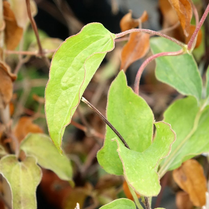 Clematis Carnaby - Grootbloemige clematis (Blad)