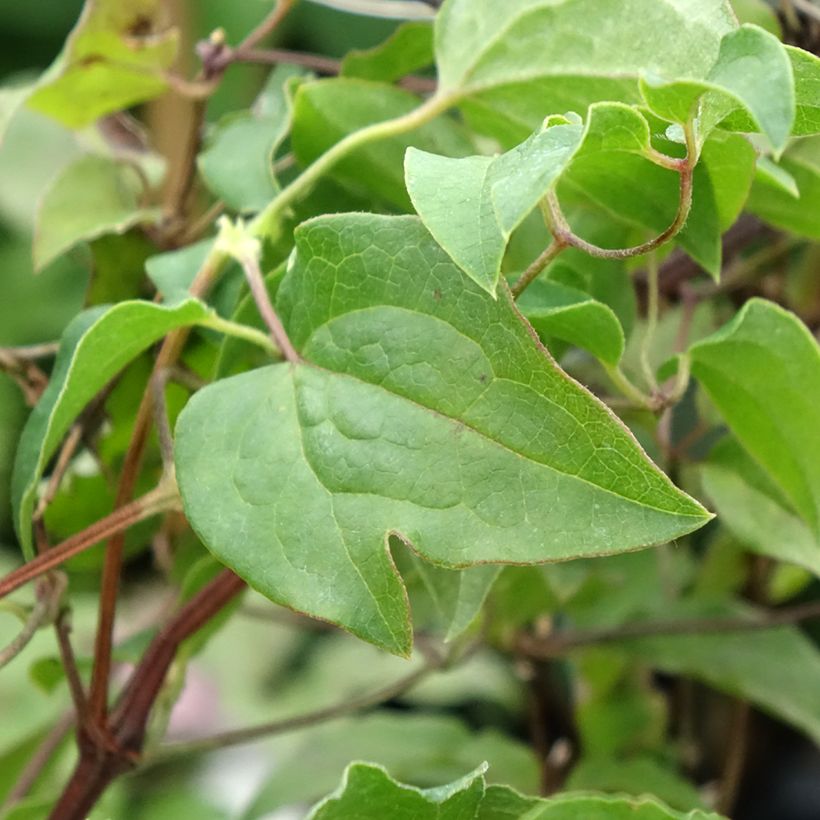 Clematis patens Caroline - Bosrank (Blad)