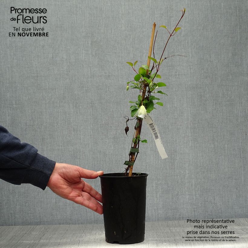 Exemplaar van Clematis cirrhosa Freckles - Groenblijvende bosrank Pot van 2 l/3 l zoals geleverd in de herfst