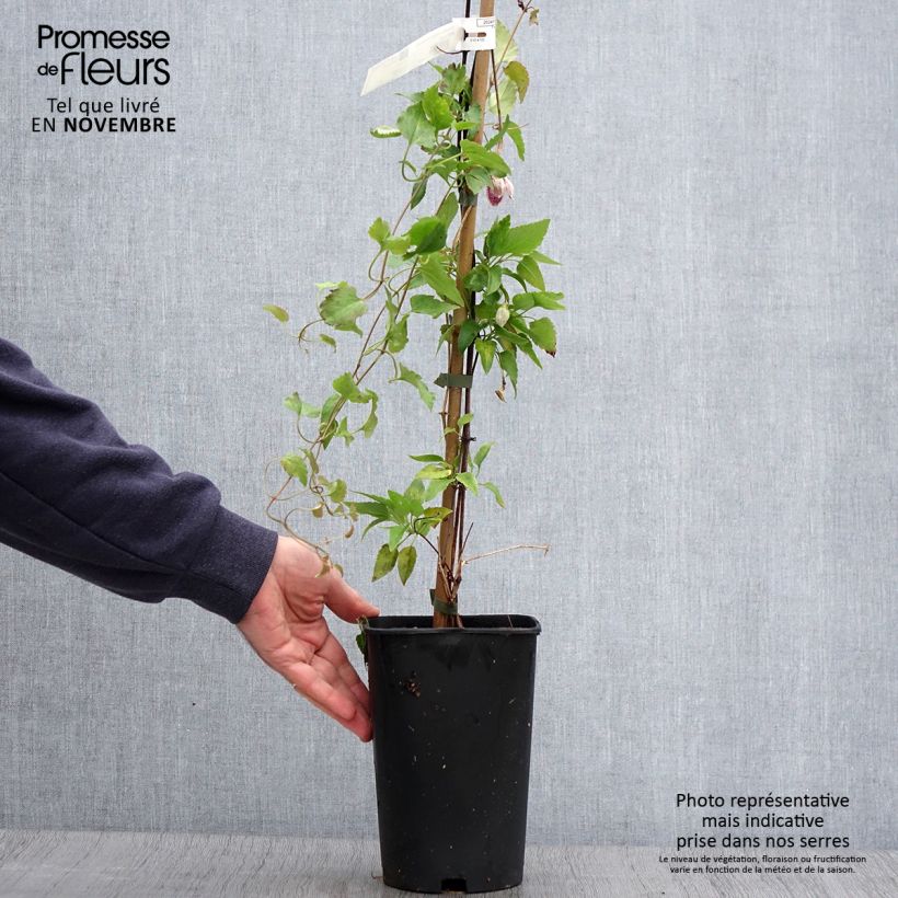 Exemplaar van Clematis cirrhosa Lansdowne Gem - Groenblijvende bosrank Pot van 2 l/3 l zoals geleverd in de herfst