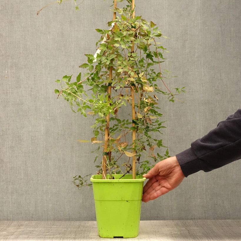 Exemplaar van Clematis cirrhosa Winter Parasol - Groenblijvende bosrank Pot van 2 l/3 l zoals geleverd in de zomer
