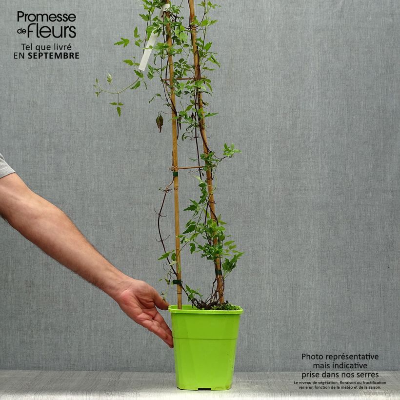 Exemplaar van Clematis cirrhosa Winter Parasol - Groenblijvende bosrank Pot van 2 l/3 l zoals geleverd in de herfst