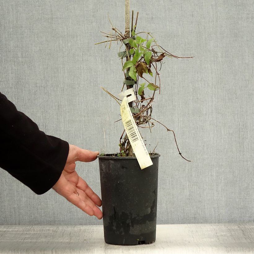 Exemplaar van Clematis patens Comtesse de Bouchaud - Bosrank Pot van 2 l/3 l zoals geleverd in de herfst
