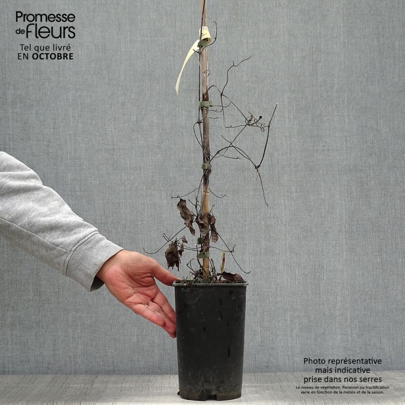 Exemplaar van Clematis patens Crystal Fountain - Bosrank Pot van 2 l/3 l zoals geleverd in de herfst