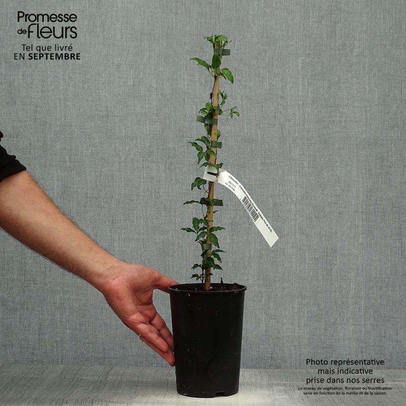 Exemplaar van Clematis patens Dancing Dorien Zodado - Bosrank Pot van 2 l/3 l zoals geleverd in de herfst