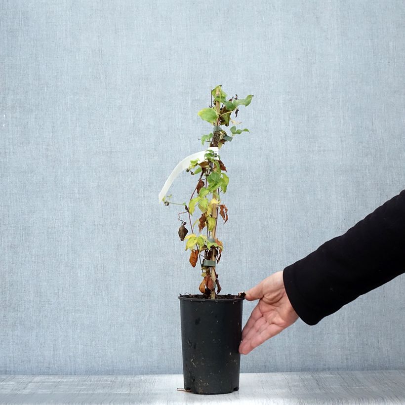 Exemplaar van Clematis patens Dancing King - Bosrank Pot van 2 l/3 l zoals geleverd in de herfst