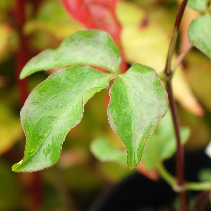 Clematis patens Dancing King - Bosrank (Blad)