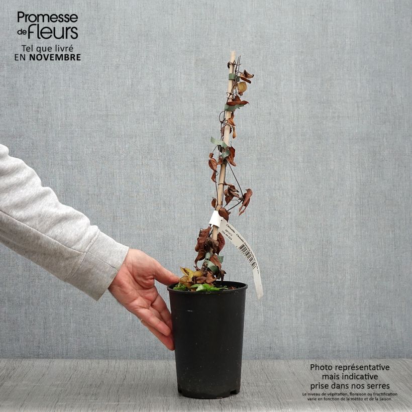 Exemplaar van Clematis patens Dancing Smile - Bosrank Pot van 2 l/3 l zoals geleverd in de herfst