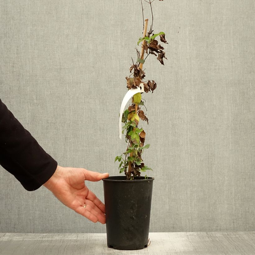 Exemplaar van Clematis Destiny - Grootbloemige clematis Pot van 1,5 l/2 l zoals geleverd in de herfst