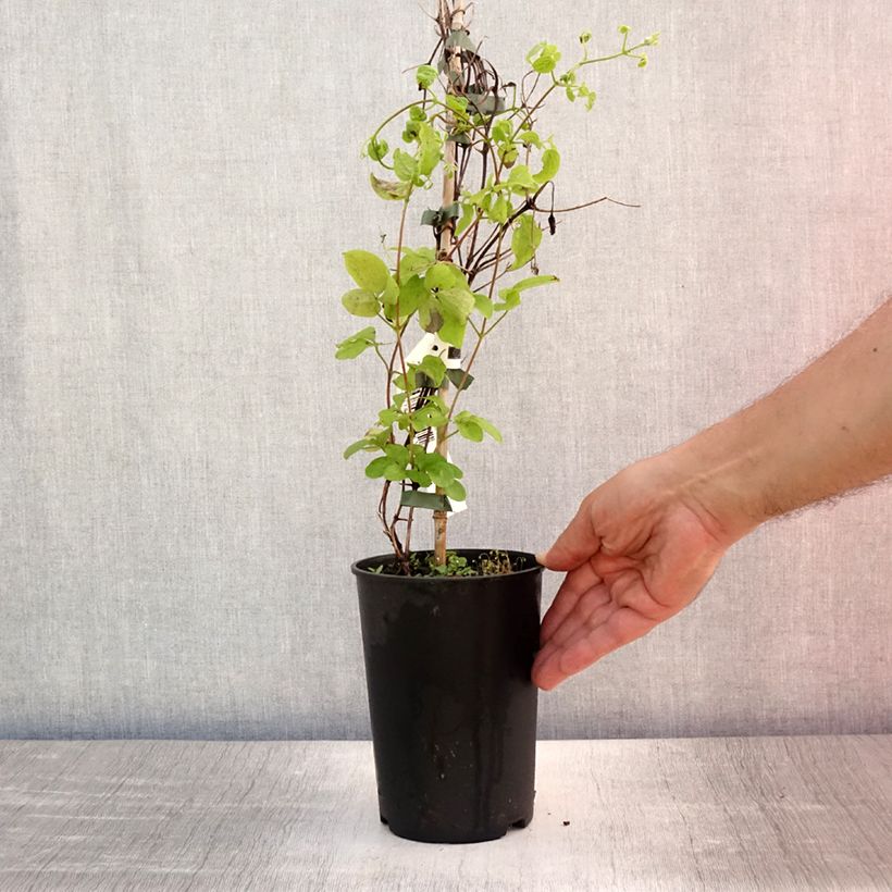 Exemplaar van Clematis Destiny - Grootbloemige clematis Pot van 1,5 l/2 l zoals geleverd in de zomer