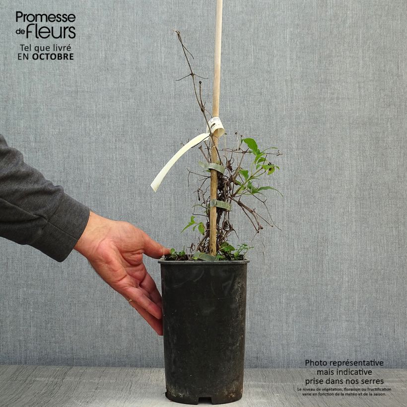 Exemplaar van Clematis patens Diamantina - Bosrank Pot van 2 l/3 l zoals geleverd in de herfst