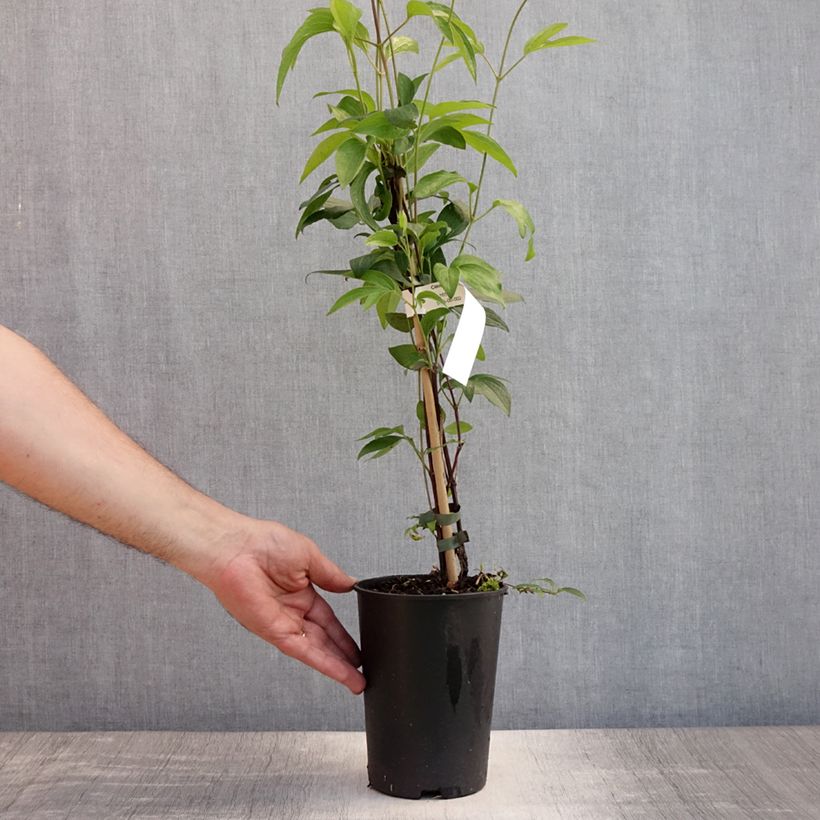 Exemplaar van Clematis diversifolia East River - Struikclematis Pot van 2 l/3 l zoals geleverd in de zomer