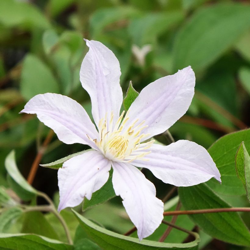 Clematis diversifolia River Star - Kleinbloemige clematis (Bloei)