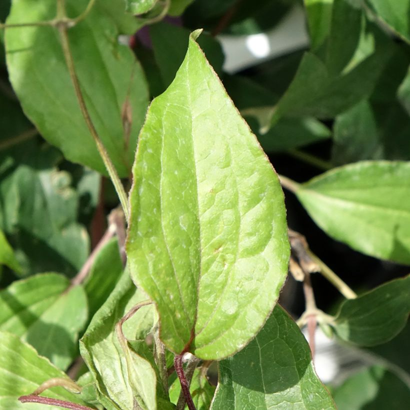 Clematis diversifolia Stella Bella - Struikclematis (Blad)