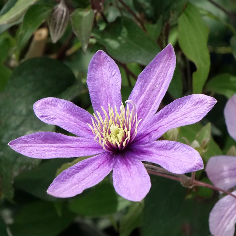 Clematis diversifolia Stella Bella - Struikclematis (Bloei)