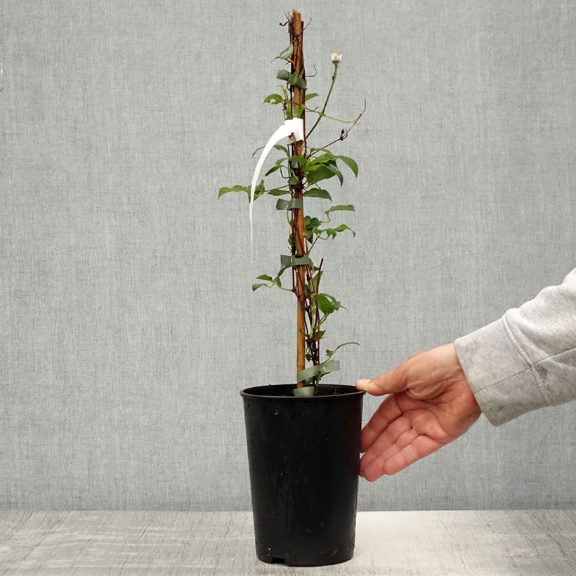 Example of Clematis diversifolia Stella Bella - Struikclematis Pot van 1,5 l/2 l as you get in printemps