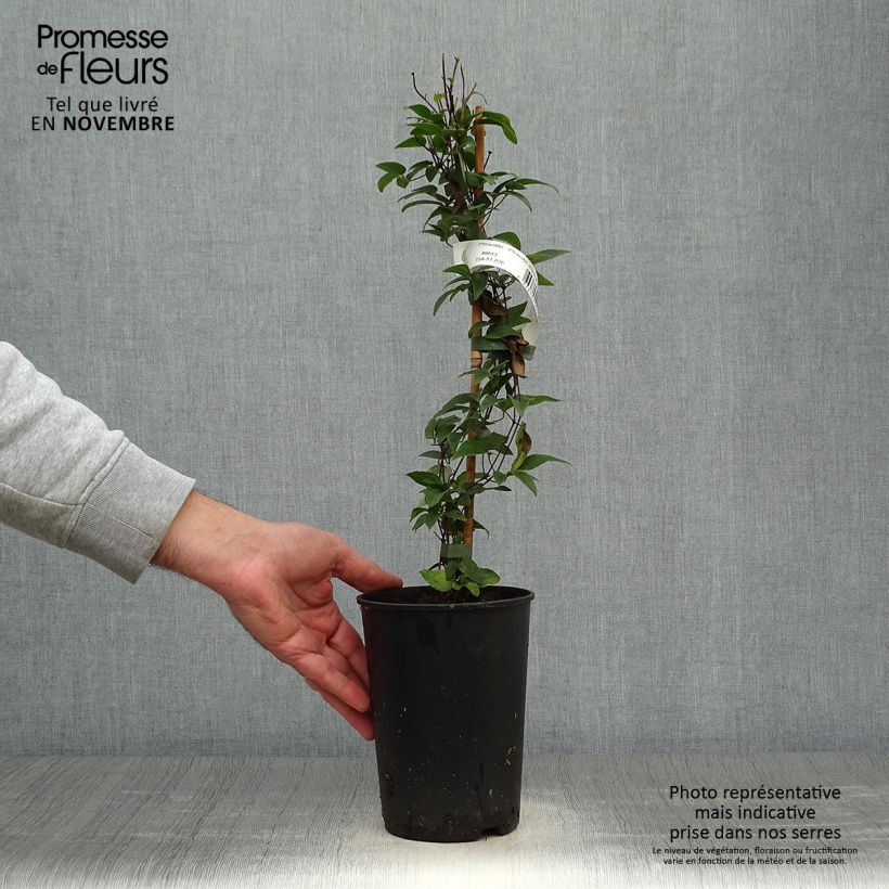 Exemplaar van Clematis diversifolia White Arabella - Struikclematis Pot van 2 l/3 l zoals geleverd in de herfst