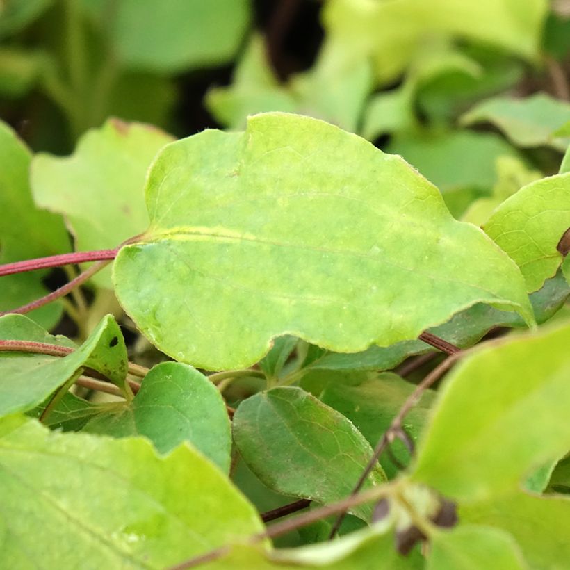 Clematis patens Docteur Ruppel - Bosrank (Blad)