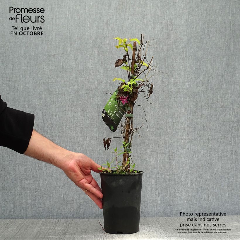 Exemplaar van Clematis patens Docteur Ruppel - Bosrank Pot van 2 l/3 l zoals geleverd in de herfst