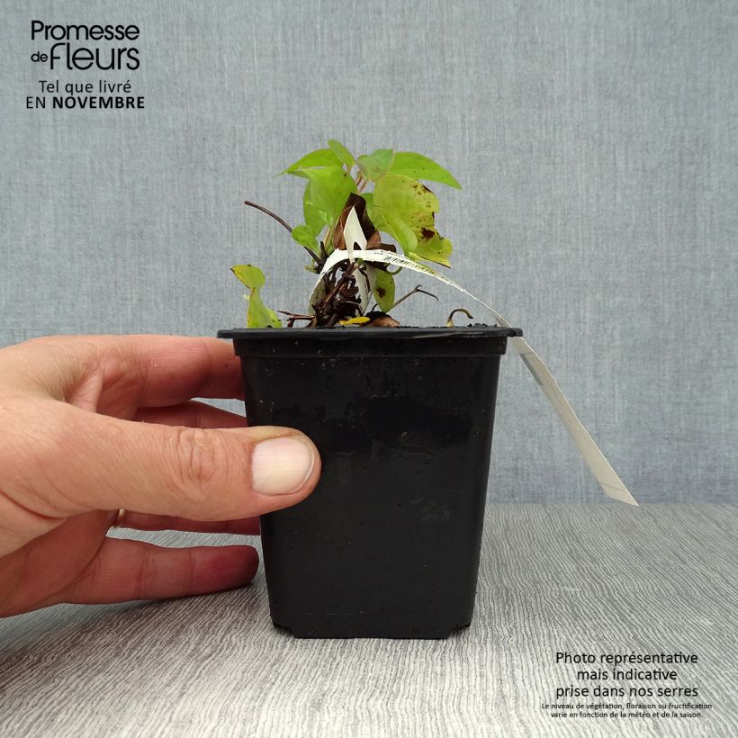 Exemplaar van Clematis patens Duchess of Edinburgh - Bosrank Kweekpotje van 8/9 cm zoals geleverd in de herfst