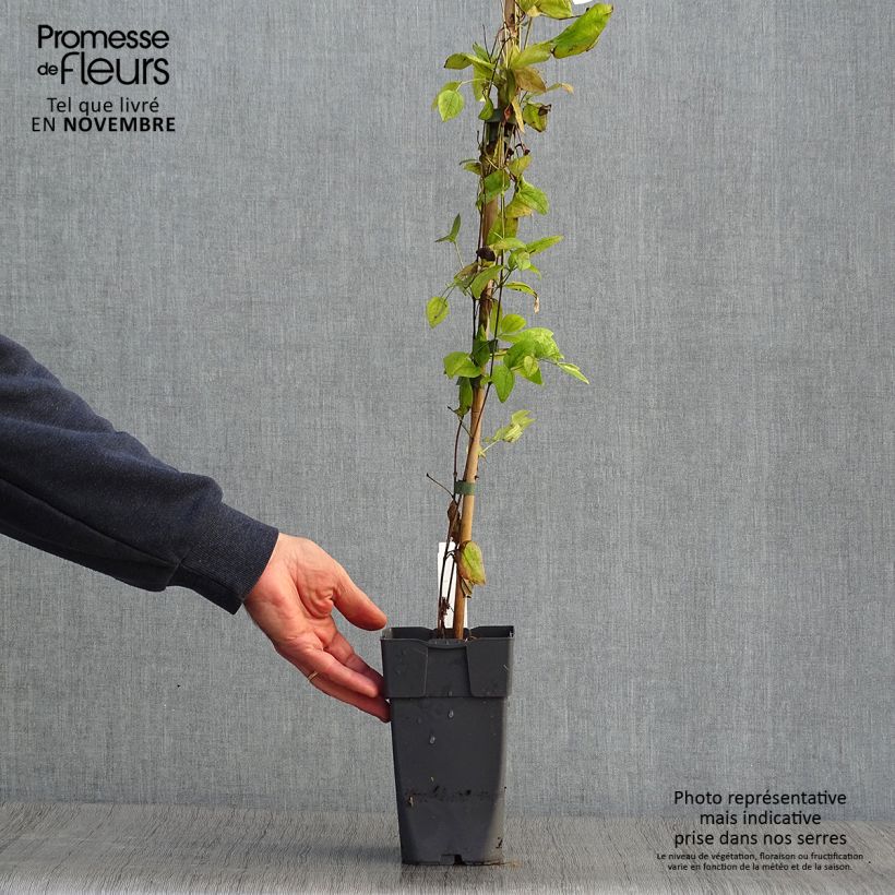 Exemplaar van Clematis Eriostemon - Bosrank Pot van 2 l/3 l zoals geleverd in de herfst