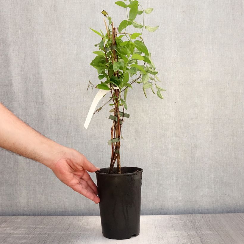 Exemplaar van Clematis Eriostemon - Bosrank Pot van 2 l/3 l zoals geleverd in de zomer
