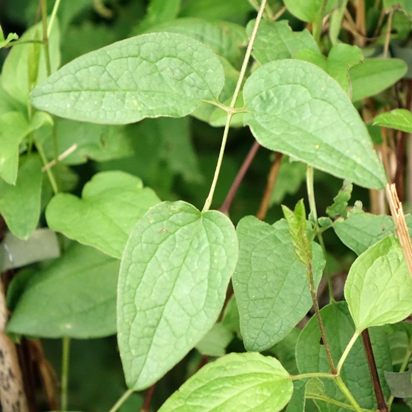 Clematis Eriostemon - Bosrank (Blad)