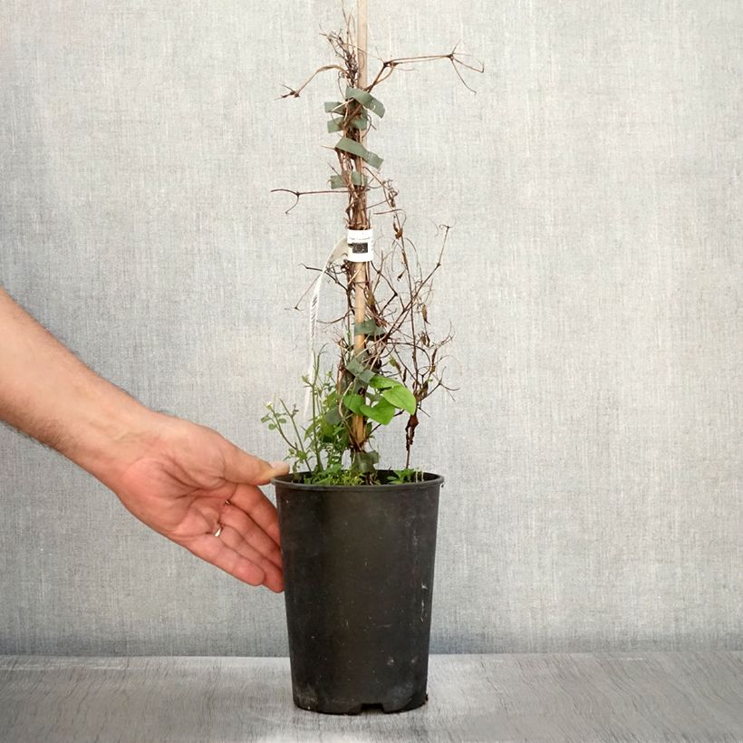 Exemplaar van Clematis Etoile Nacrée - Grootbloemige clematis Pot van 2 l/3 l zoals geleverd in de herfst
