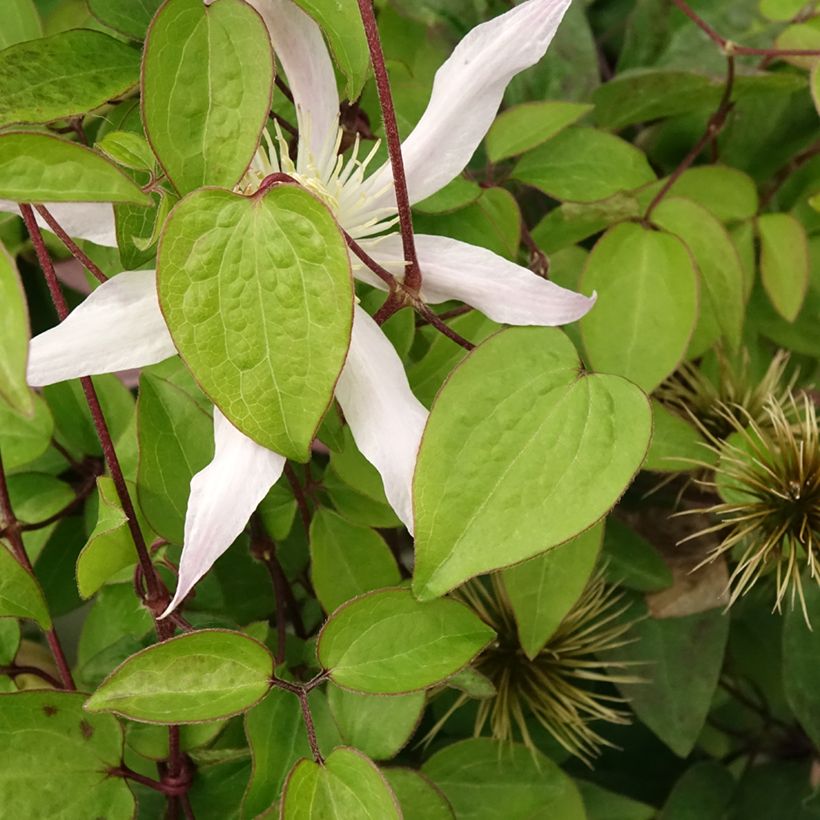 Clematis Etoile Nacrée - Grootbloemige clematis (Blad)