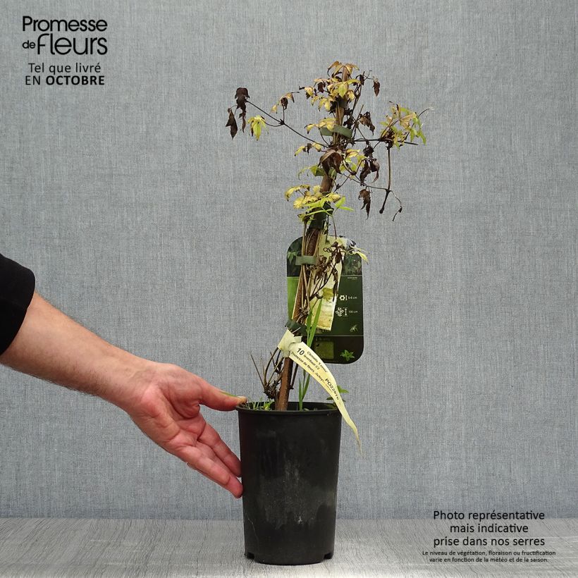 Exemplaar van Clematis Eximia - Kleinbloemige clematis Pot van 2 l/3 l zoals geleverd in de herfst