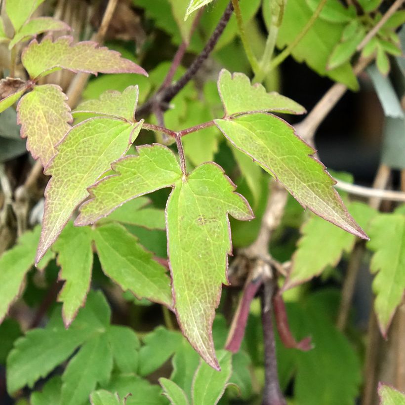 Clematis Eximia - Kleinbloemige clematis (Blad)