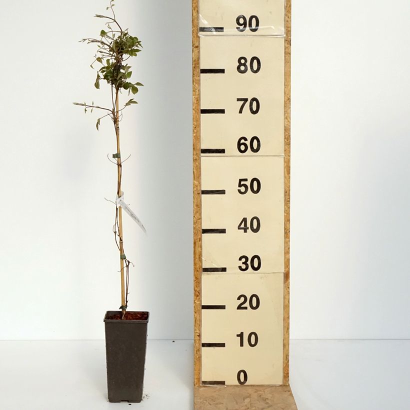 Exemplaar van Clematis First Love PBR - Grootbloemige clematis Pot van 2 l/3 l zoals geleverd in de lente