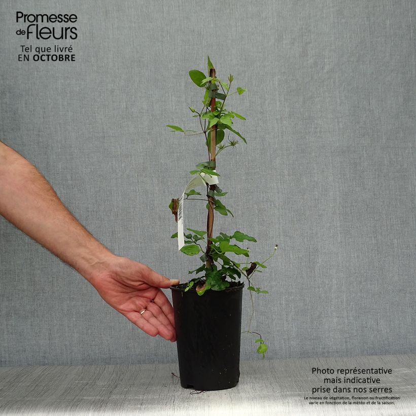 Exemplaar van Clematis jackmanii Forever Friends Zofofri - Bosrank Pot van 2 l/3 l zoals geleverd in de herfst