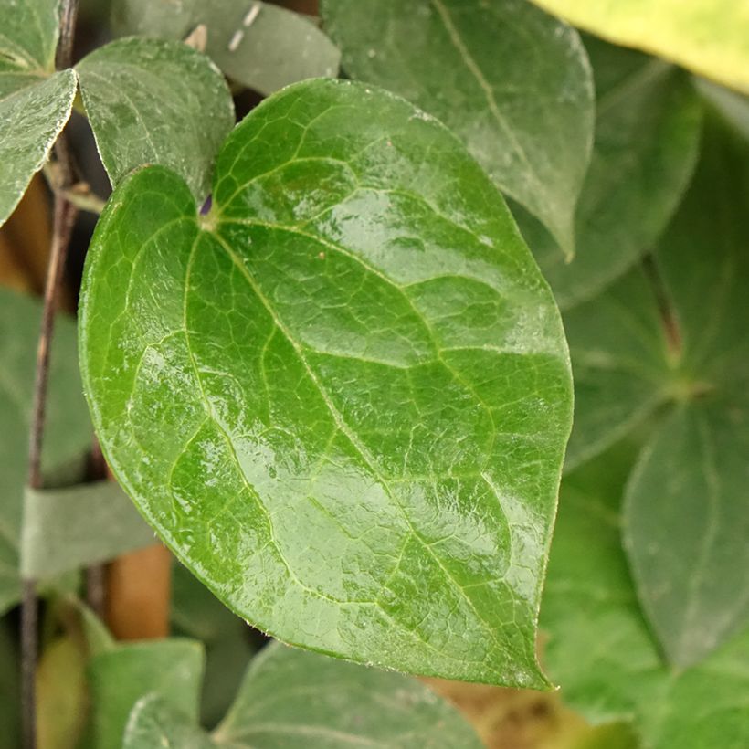 Clematis patens Fuji Musume - Bosrank (Blad)
