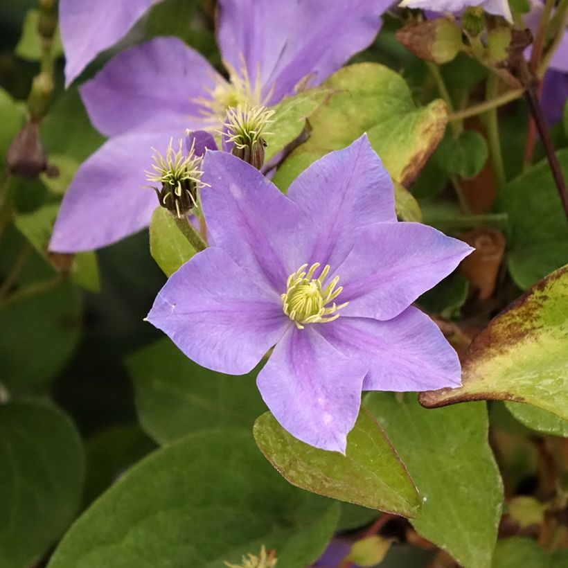 Clematis patens Fuji Musume - Bosrank (Bloei)