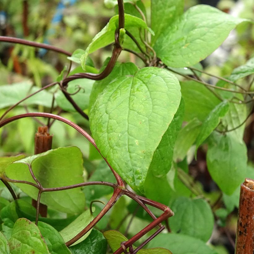 Clematis fusca - Bosrank (Blad)
