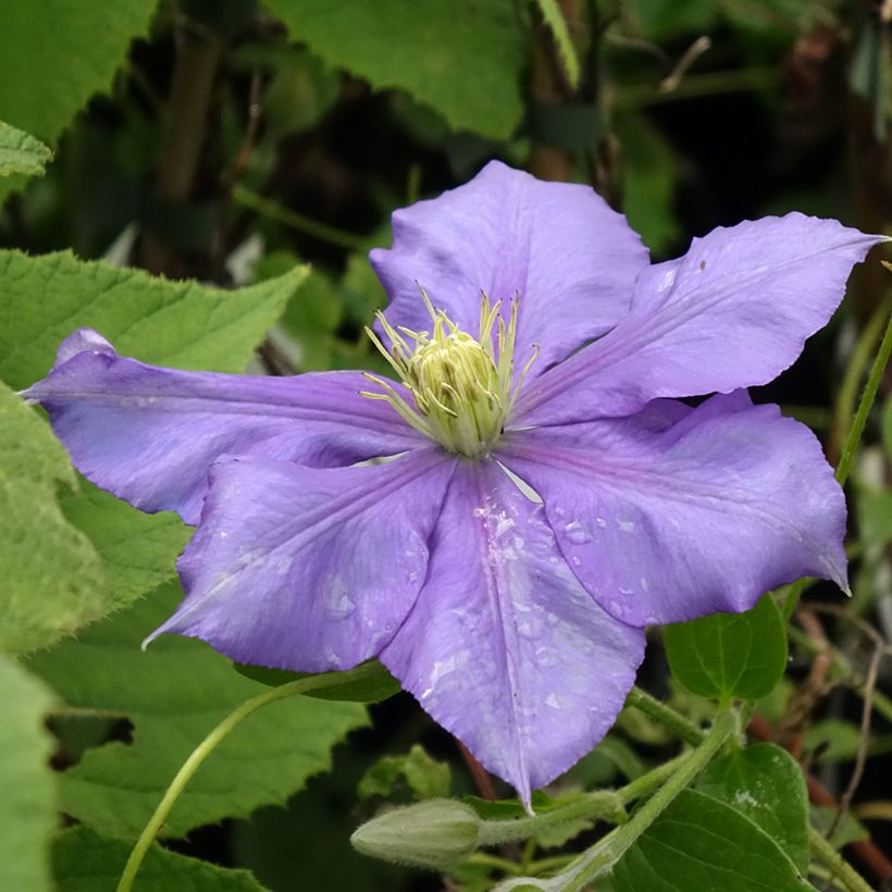 Clematis patens Général Sikorski - Bosrank (Bloei)