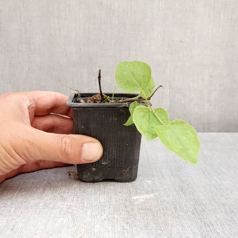 Exemplaar van Clematis patens Général Sikorski - Bosrank Kweekpotje van 8/9 cm zoals geleverd in de herfst