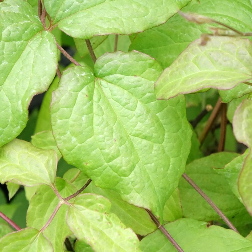 Clematis Gipsy Queen - Grootbloemige clematis (Blad)