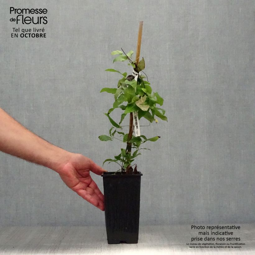 Exemplaar van Clematis H. F. Young - Grootbloemige clematis Pot van 1,5 l/2 l zoals geleverd in de herfst