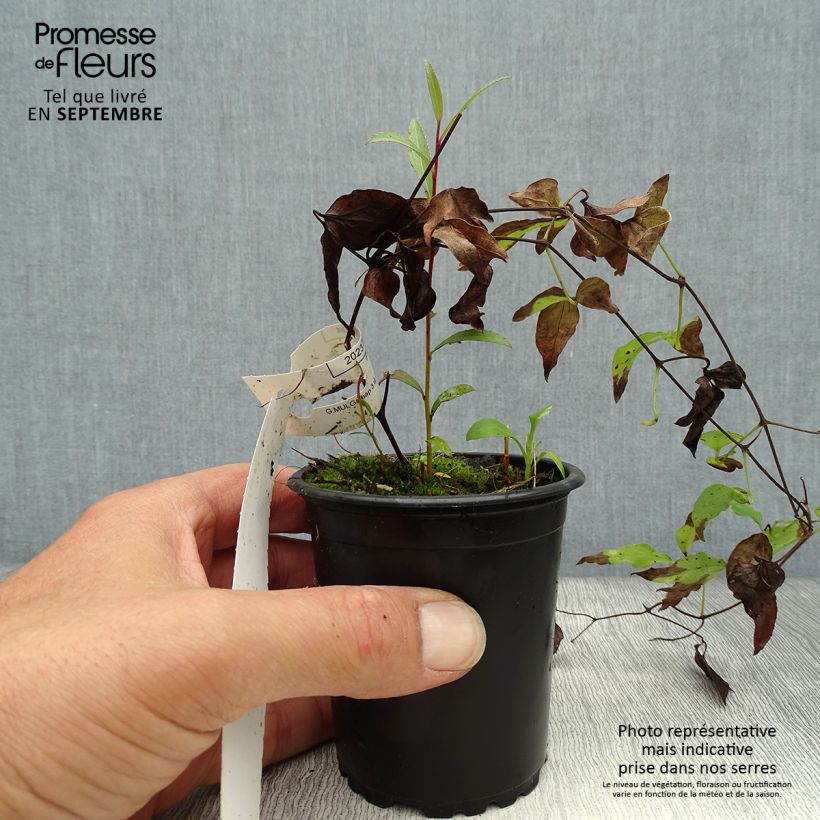 Exemplaar van Clematis patens Hagley  - Bosrank Kweekpotje van 8/9 cm zoals geleverd in de herfst