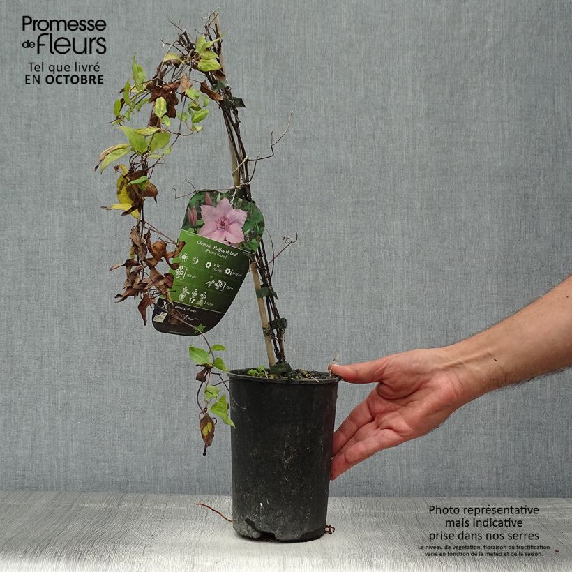 Exemplaar van Clematis patens Hagley  - Bosrank Pot van 2 l/3 l zoals geleverd in de herfst