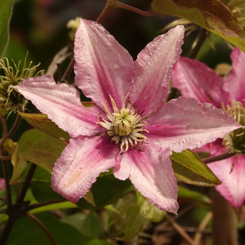 Clematis patens Hanagurama - - Bosrank (Bloei)