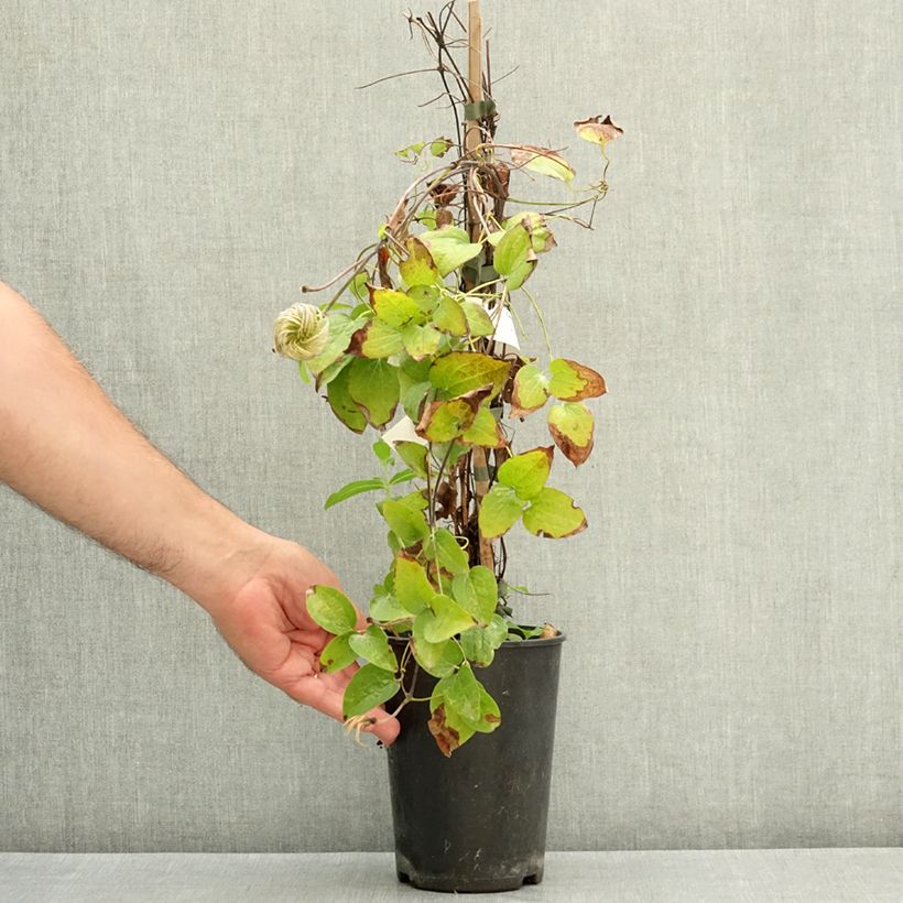 Exemplaar van Clematis Have Fun - Bosrank Pot van 2 l/3 l zoals geleverd in de zomer