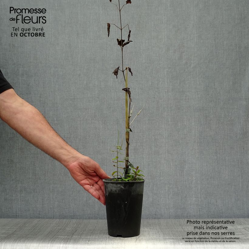 Exemplaar van Clematis diversifolia Hendryetta - Kleinbloemige clematis Pot van 2 l/3 l zoals geleverd in de herfst